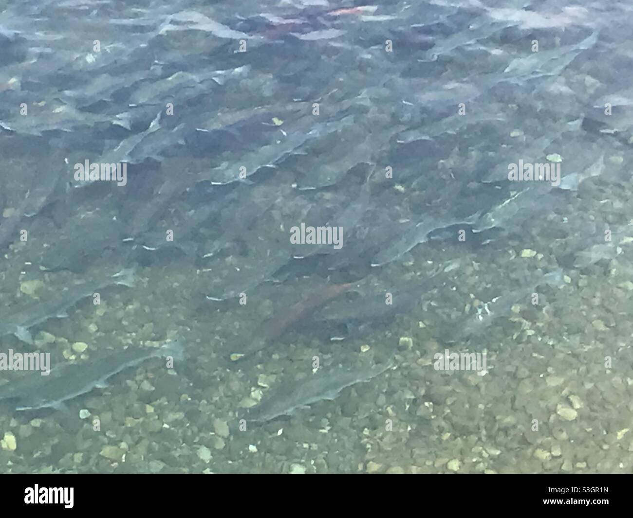 Wild Alaska Salmon Run am Brooks River Stockfoto