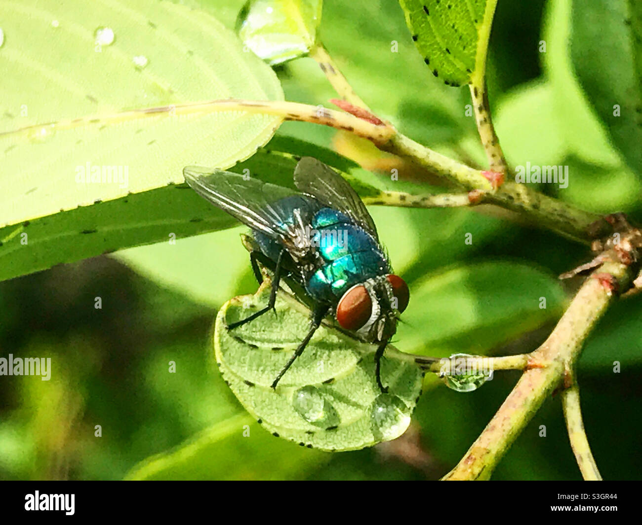 Eine blaue Fliege trinkt in Mexiko in einem grünen Blatt Wasser Stockfoto