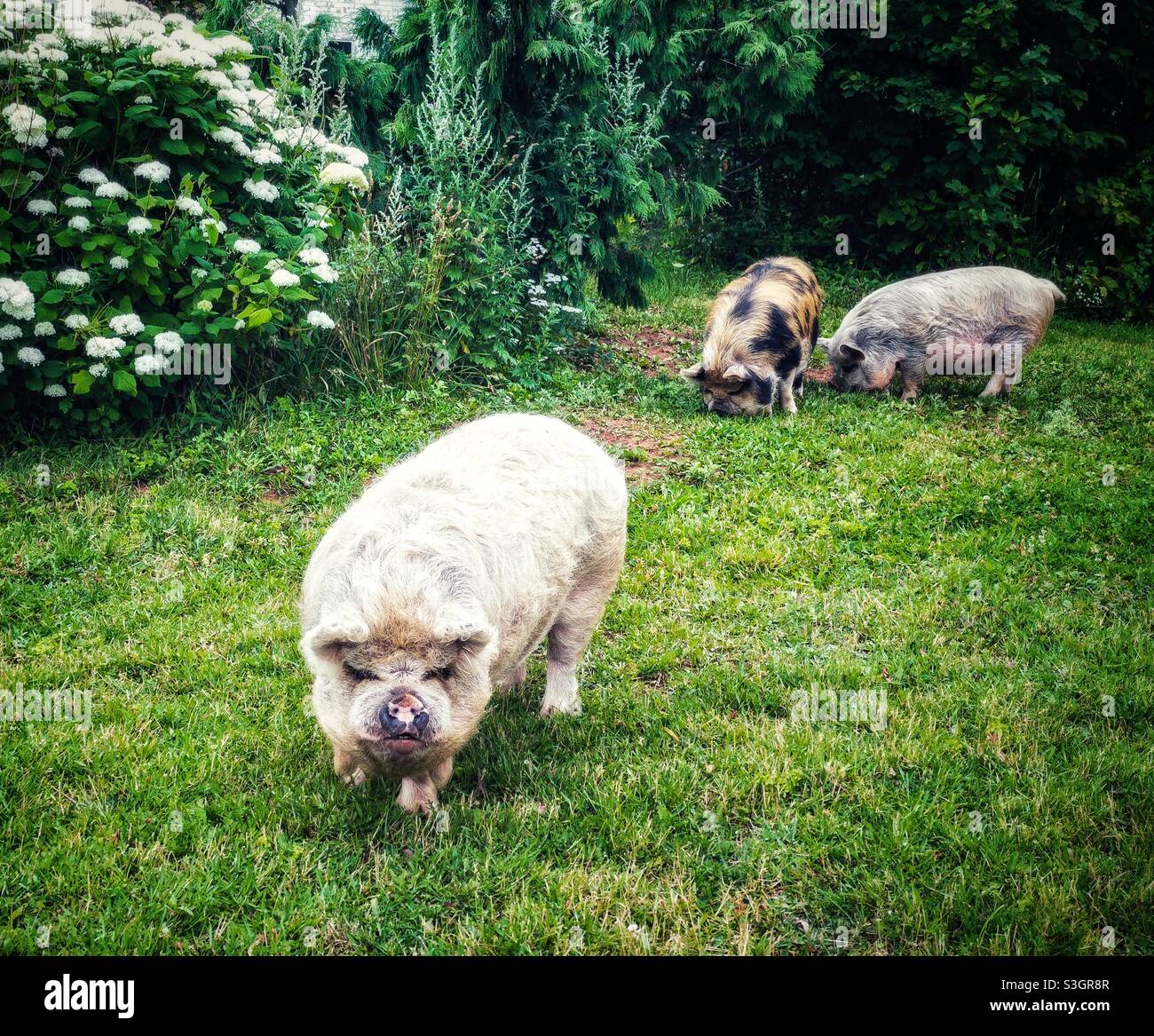 Kunekune Schweine grasen in einem Garten. - Smartphone-aufgenommenes Stockfoto