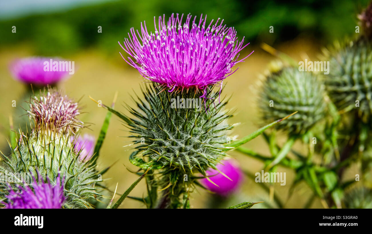 Eine Distel - die Nationalblume Schottlands Stockfoto