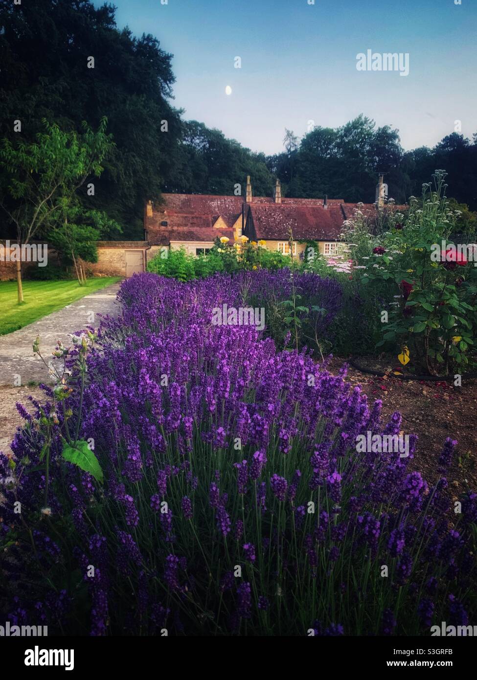 Lavendel im Hüttengarten bei Quarwood Stockfoto