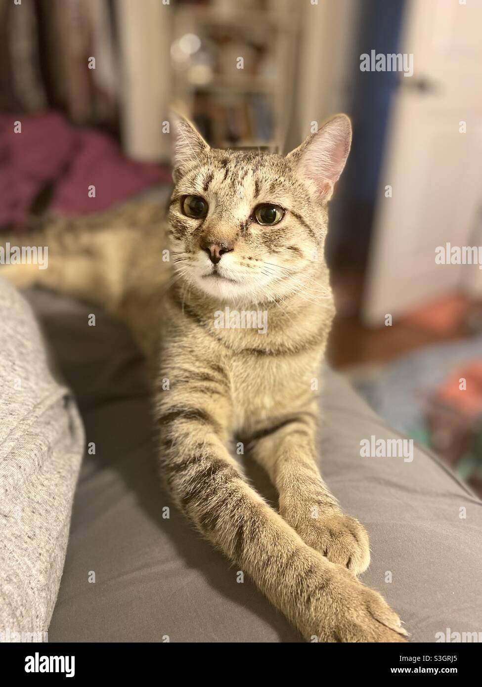 Classic tabby cat Fotos und Bildmaterial in hoher Auflösung Alamy