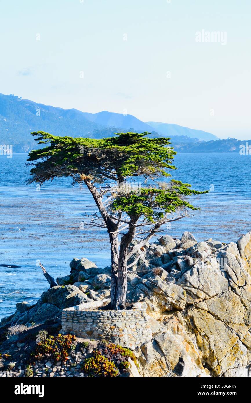 Eineinhalb Zypressen auf 17 Meilen Fahrt, Monterey, Kalifornien, USA Stockfoto