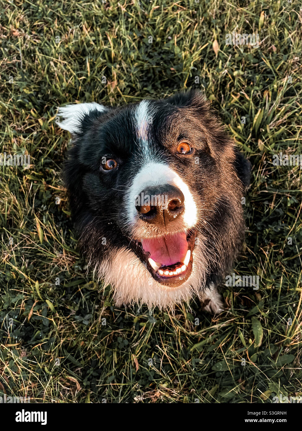 Bordercollie im Sonnenuntergang Stockfoto