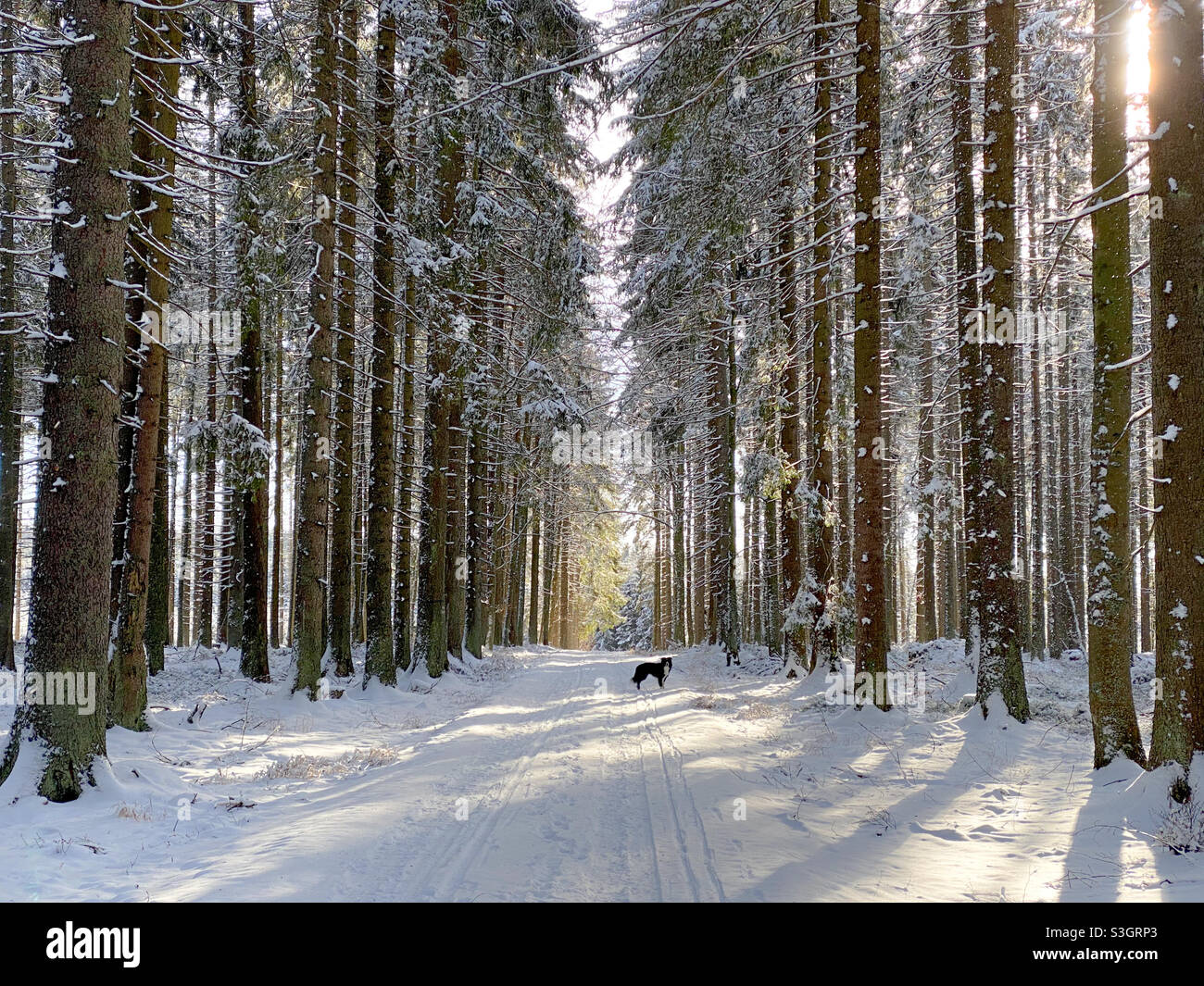 Winterwunderland von Südböhmen Stockfoto