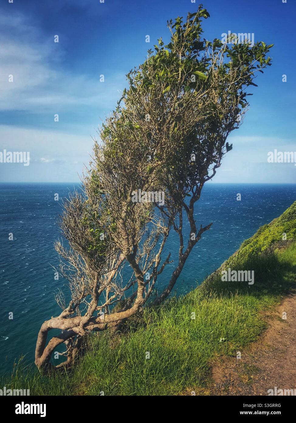 Windgepeitschte Bäume auf einer Klippe, Nugget Point, Region Southland, Südinsel, Neuseeland - Smartphone-aufgenommenes Stockfoto