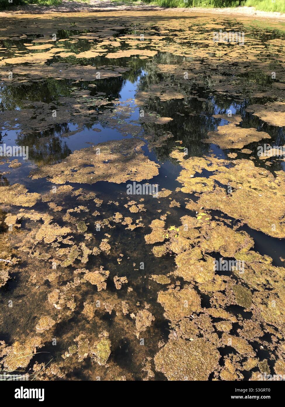 Braunalgen teich Fotos und Bildmaterial in hoher Auflösung Alamy