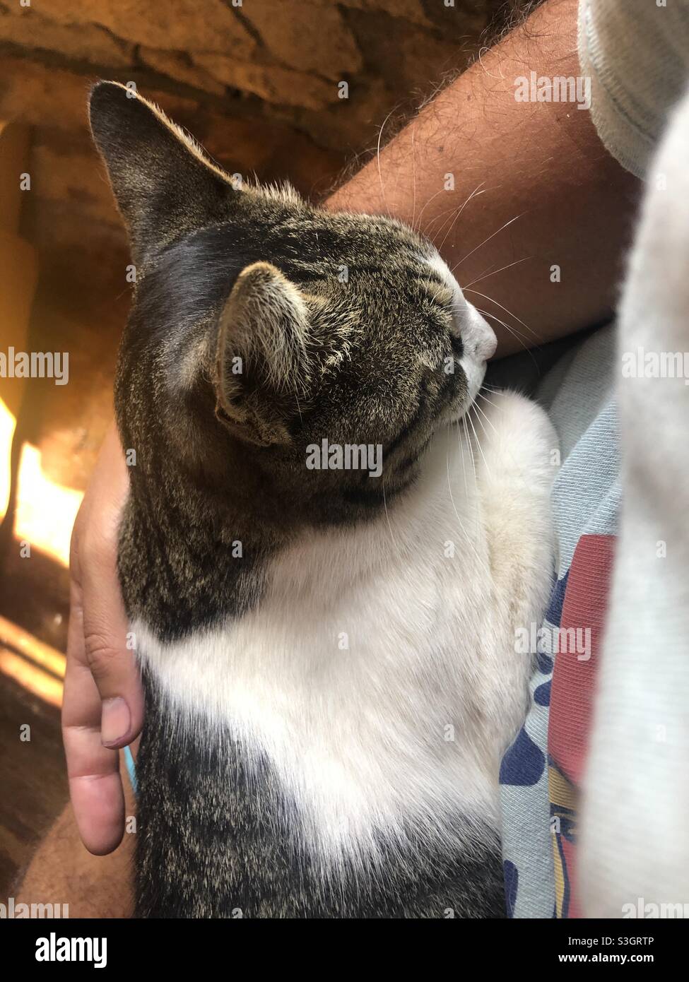 Katze schläft bequem auf dem Schoß einer Person - Smartphone-aufgenommenes Stockfoto