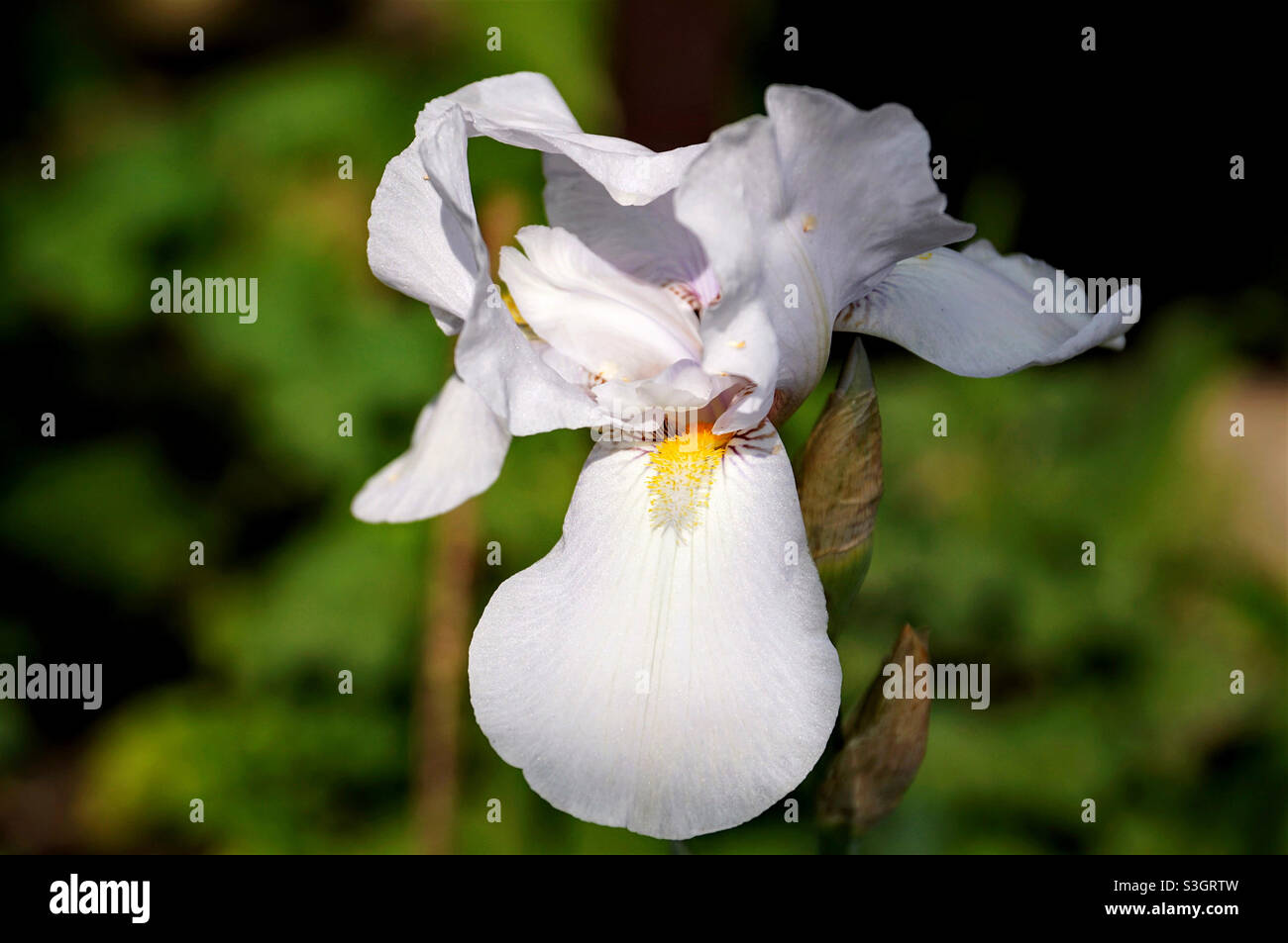 Weiße Iris blüht im Sonnenlicht Stockfoto