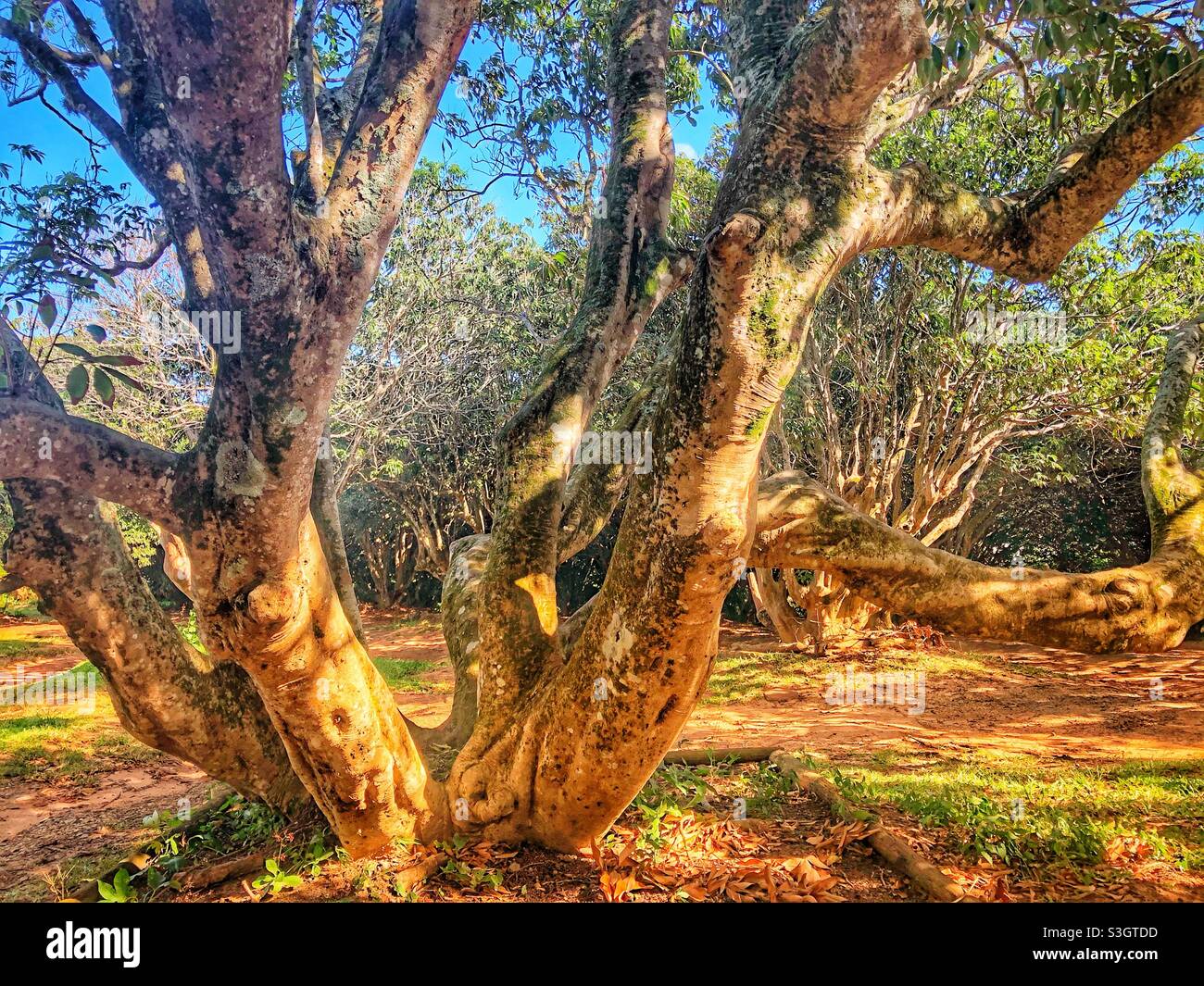 Ein majestätischer und ungewöhnlicher Litchi-Baum Stockfoto