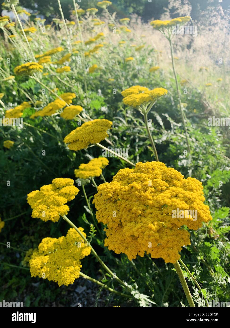 Gelbe Schafgarbe Pflanze im Sonnenschein Stockfoto