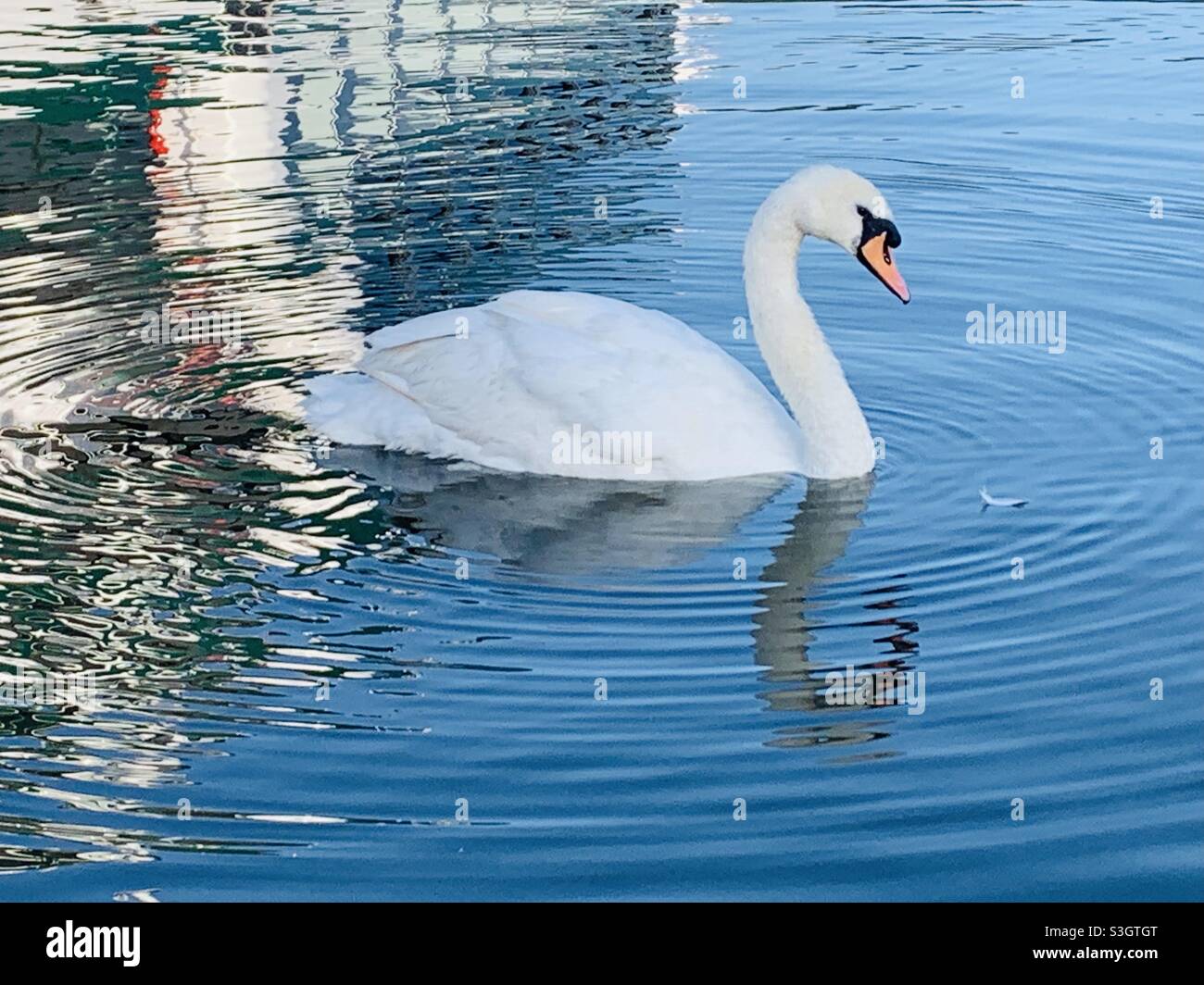 Schwan mit feinen Wellen Stockfoto