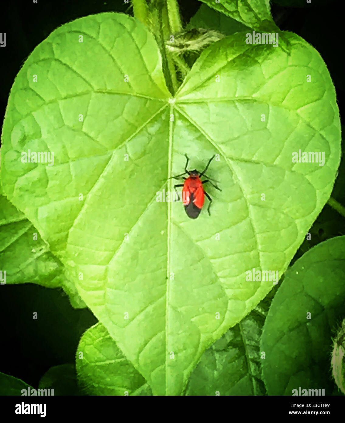 Ein roter Käfer steht auf einem grünen Blatt in einem Wald in Mexiko Stockfoto