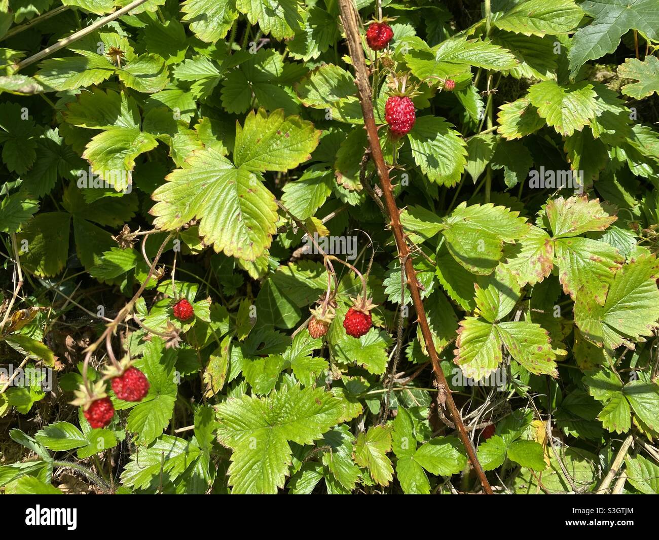 Wilde Erdbeeren auf einer Hecke in Rhydargaeau, Carmarthenshire, Wales. Juli 2021. - Smartphone-aufgenommenes Stockfoto