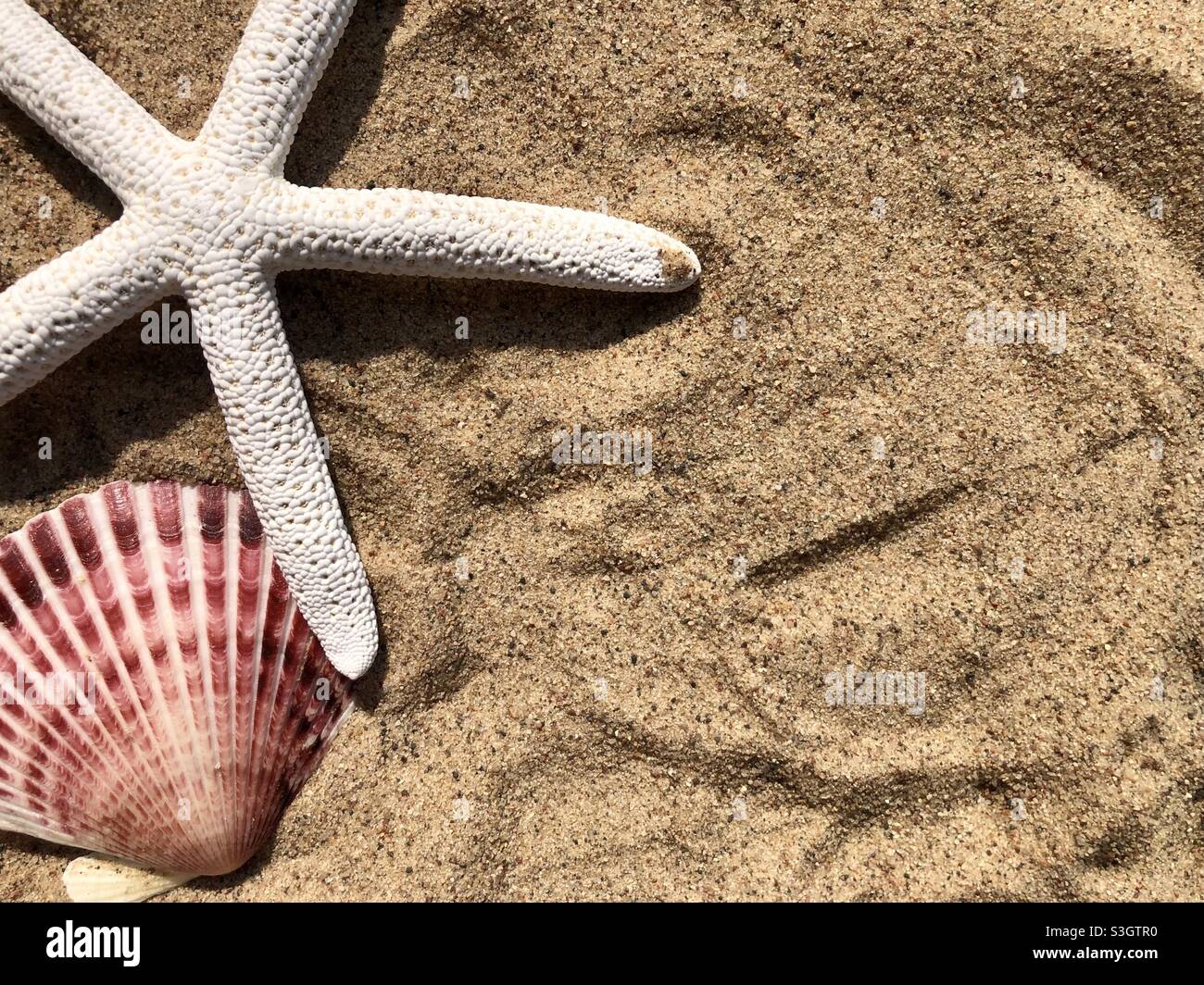 Seesterne und Muscheln auf dem Sand Stockfoto