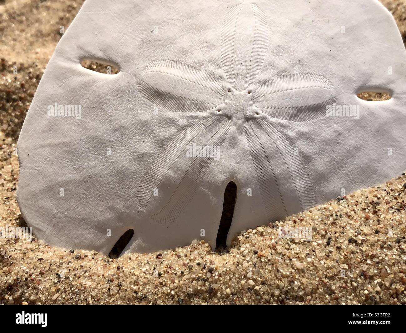 Sanddollar am Strand - Smartphone-aufgenommenes Stockfoto