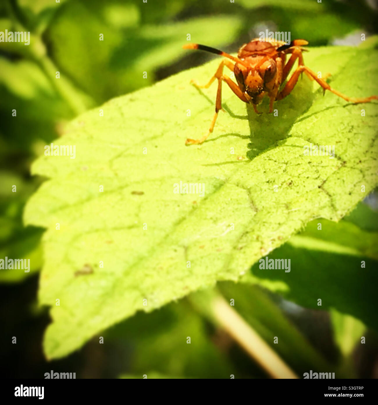 Eine Wespe steht auf einem grünen Blatt in einem Wald in Mexiko Stockfoto