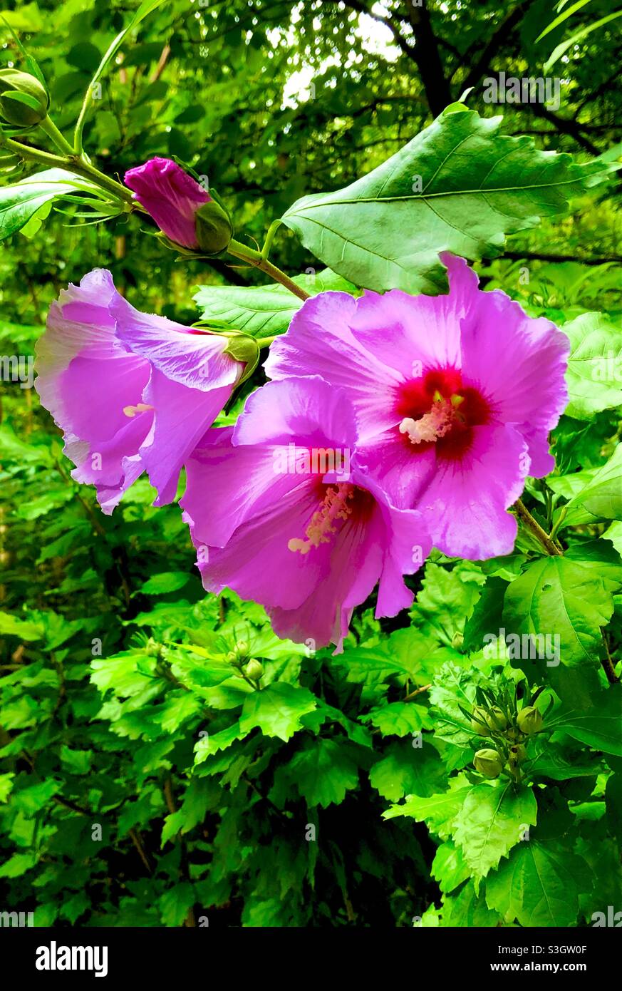Leuchtend rosa Hibiskus blühende Pflanze, die im Freien wächst. - Smartphone-aufgenommenes Stockfoto