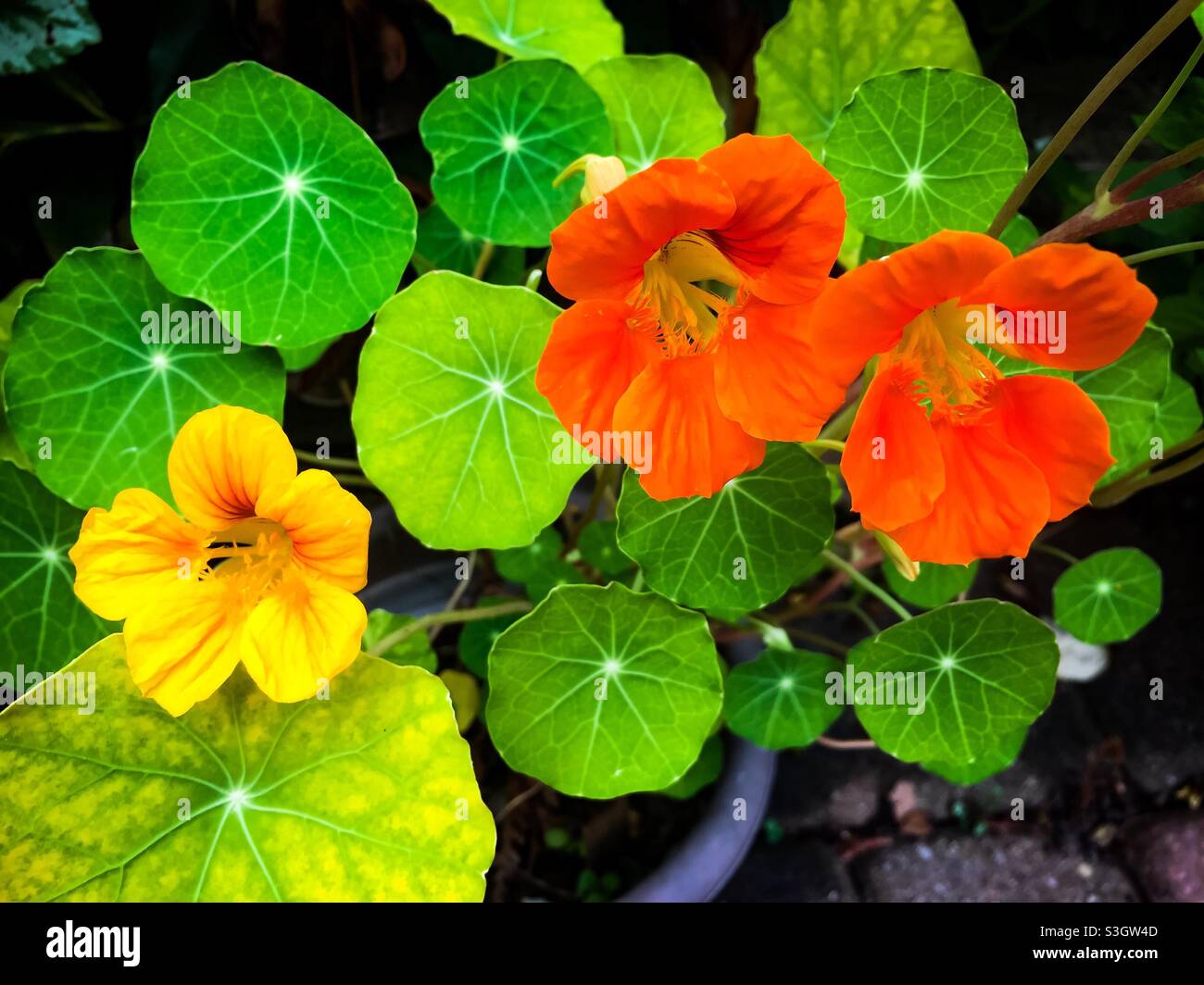 Lebendige Kapuzinerkresse-Blüten und Laub, die in einem Blumentopf wachsen, Ontario, Kanada. Konzepte: Natur, Schönheit, Outdoor, Sommer, Frische - Smartphone-aufgenommenes Stockfoto
