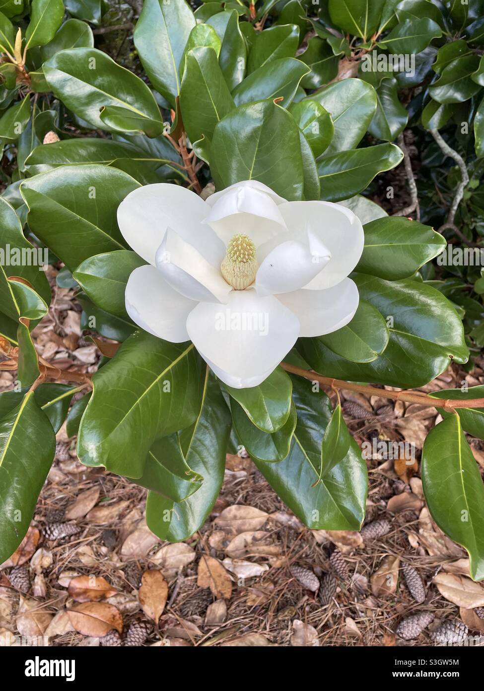 Weiße Magnolienbaumblume Stockfoto