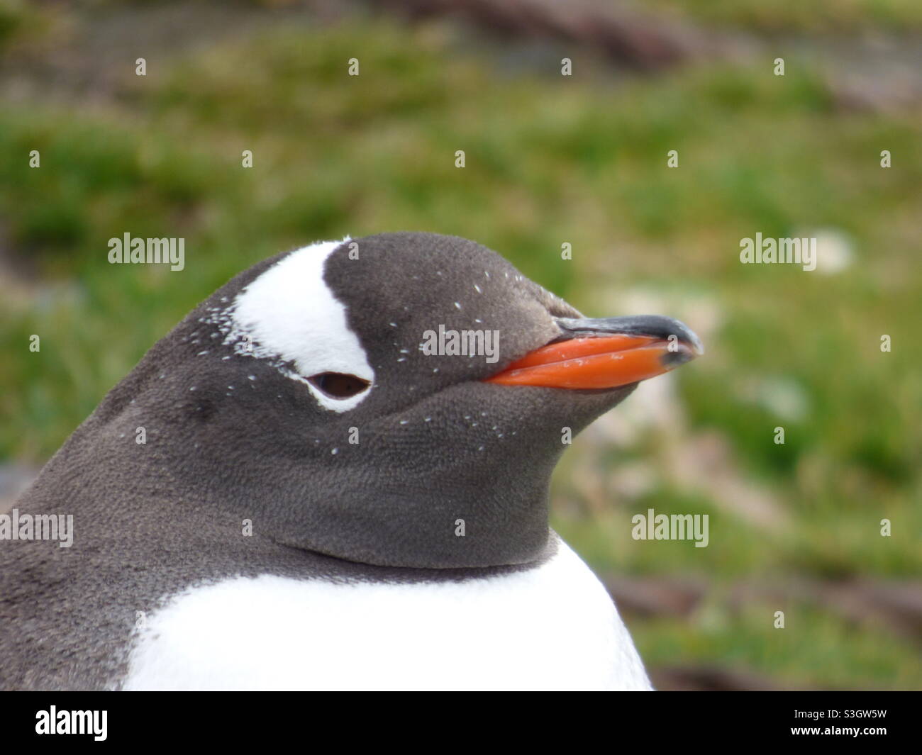 Gentoo penguin Stockfoto