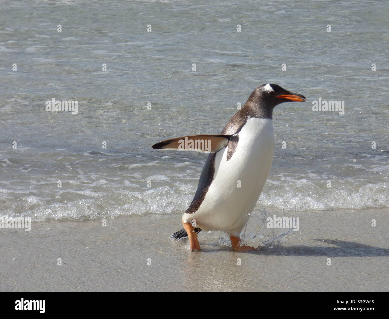 Gentoo-Pinguin spritzt an Land Stockfoto