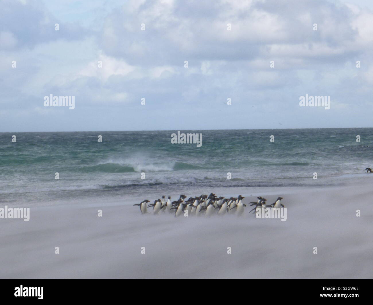 Gentoo-Pinguine in 60-70 Knoten Winden Stockfoto