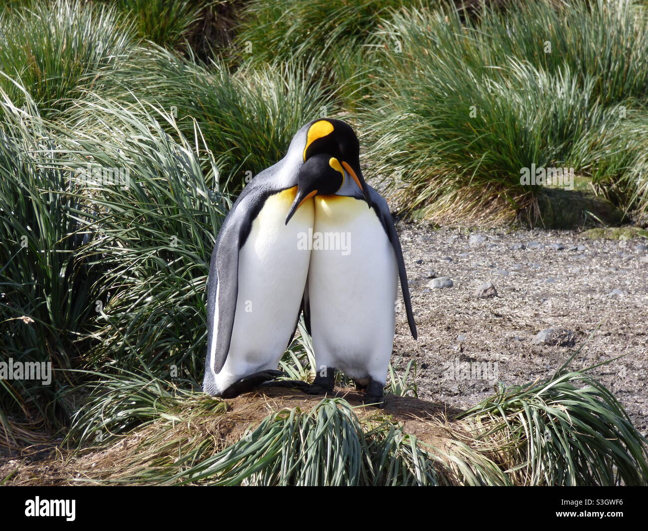 Pinguin-Liebe Stockfoto