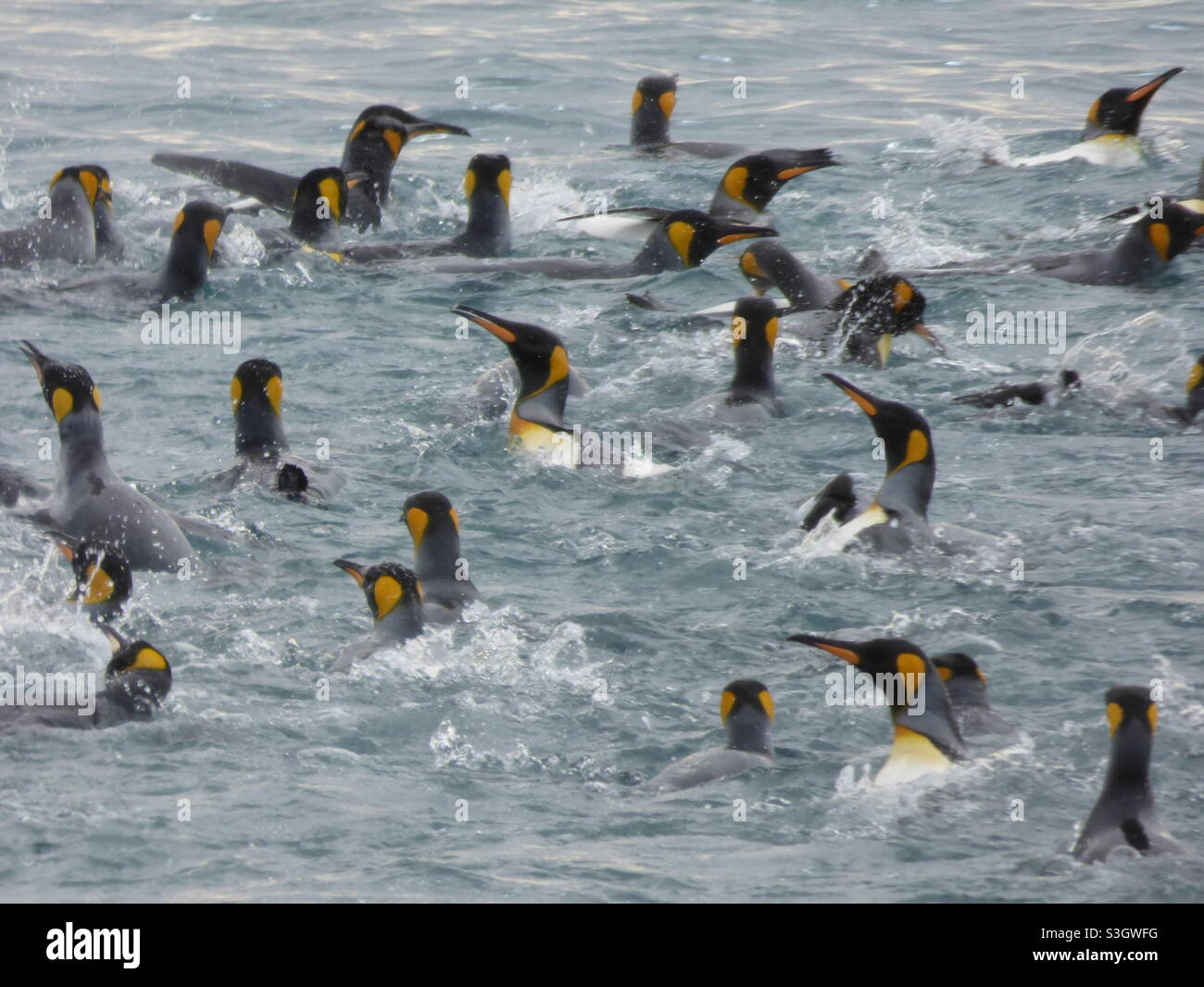 Ein Meer von Pinguinen Stockfoto