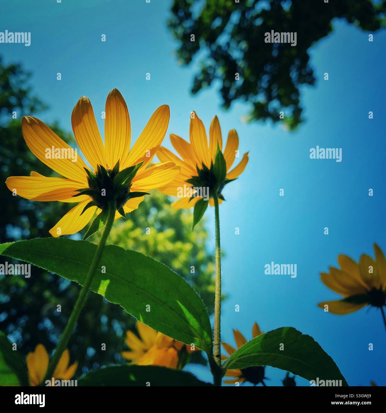 Ein lebendiges Foto von zwei schönen zarten gelben Blumen im Sonnenschein. Natürliches Grün Hintergrund und leuchtend blauen Sommerhimmel - Smartphone-aufgenommenes Stockfoto