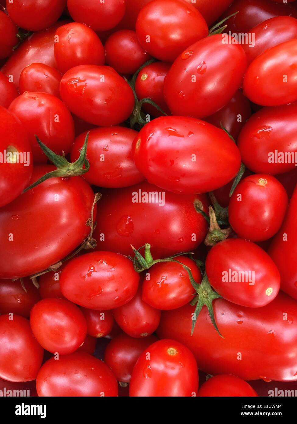 Frische Tomaten Stockfoto