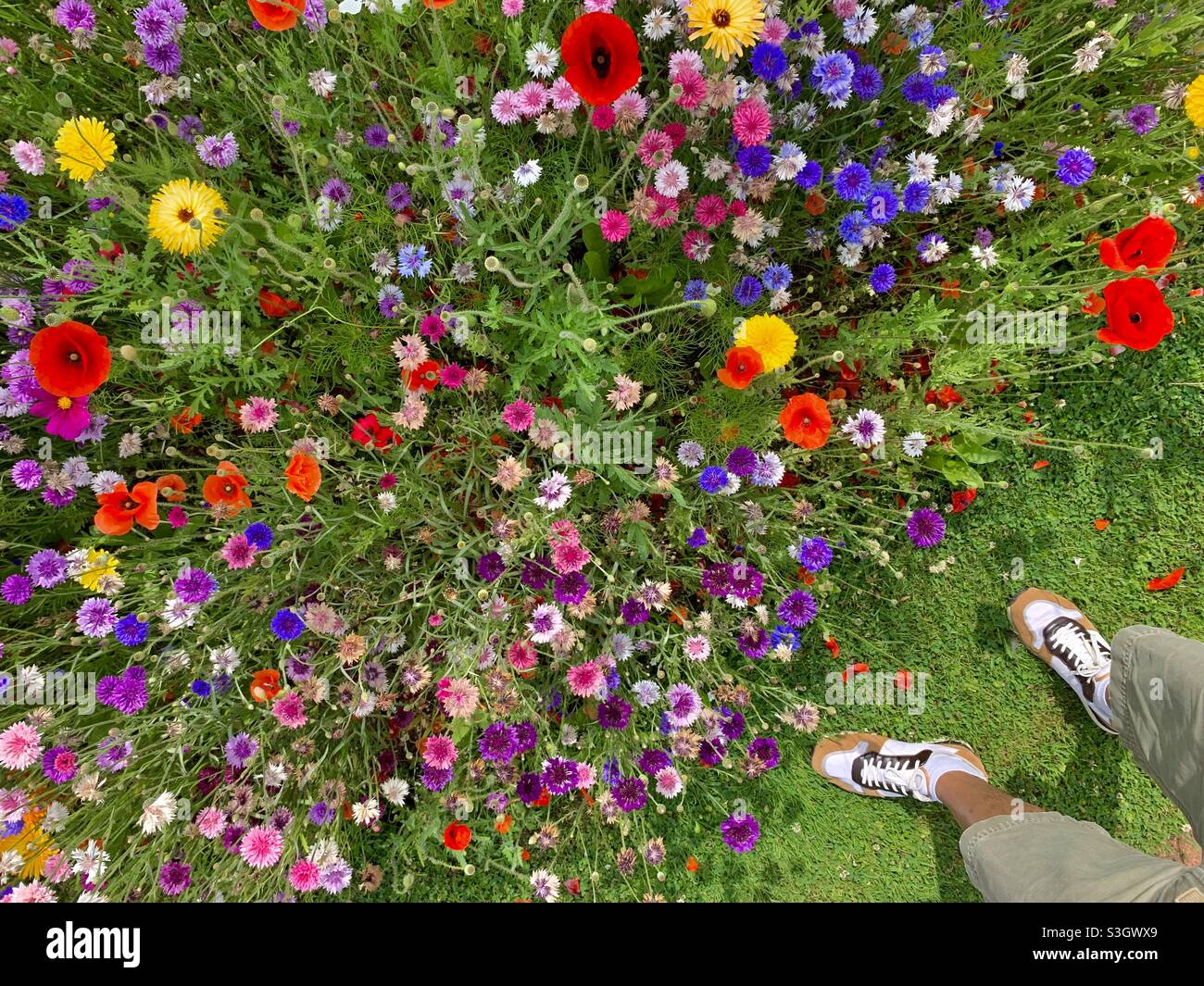 Britische Sommer-Wildblumen (Point of View-Fotografie) Stockfoto
