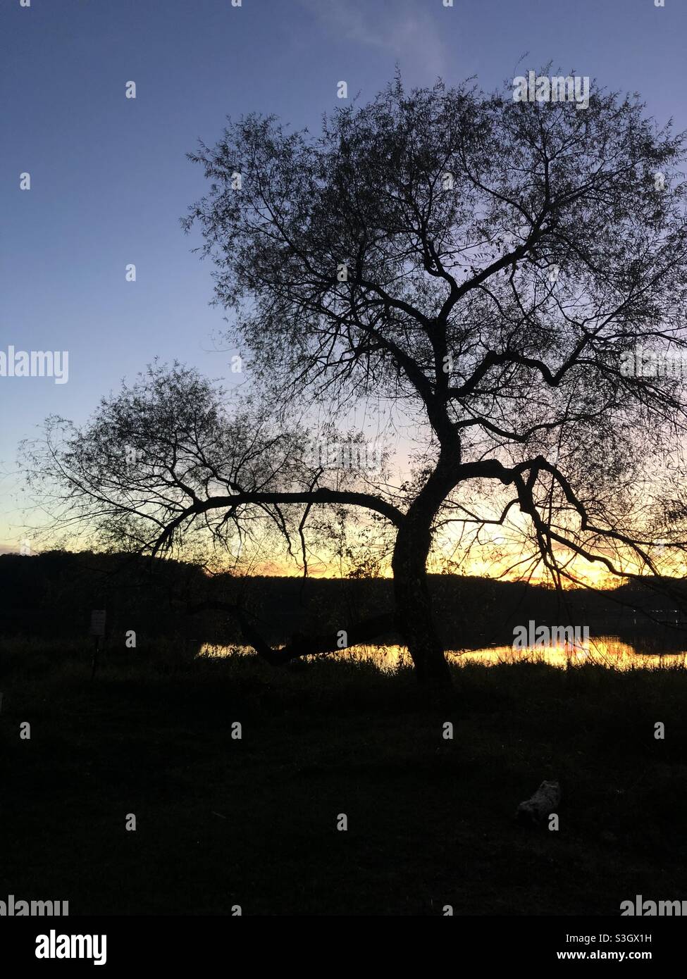 Schiefer Baum am See bei Sonnenuntergang Stockfoto