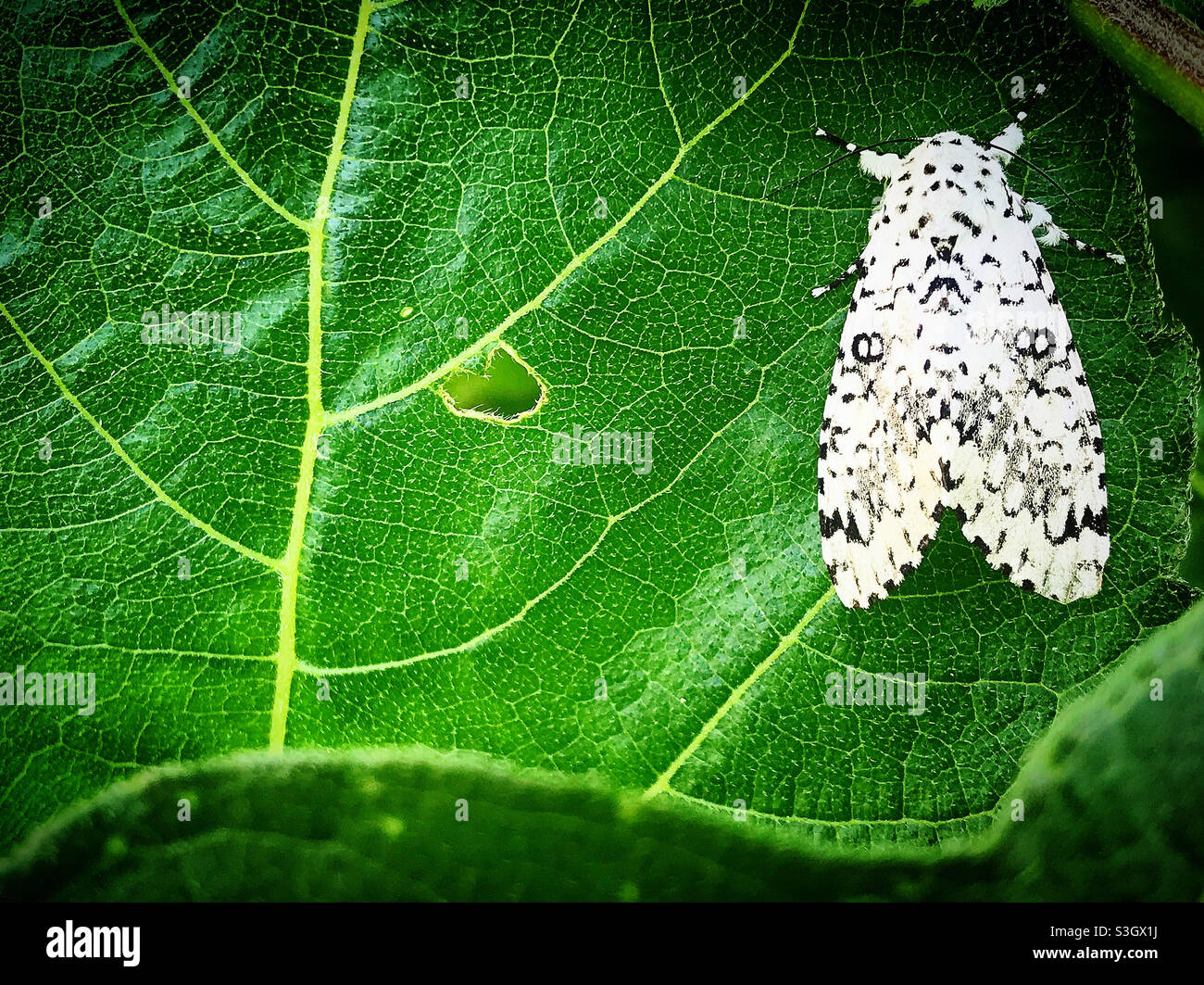 Eine weiße Motte steht auf einem grünen Blatt in einem Wald in Mexiko Stockfoto