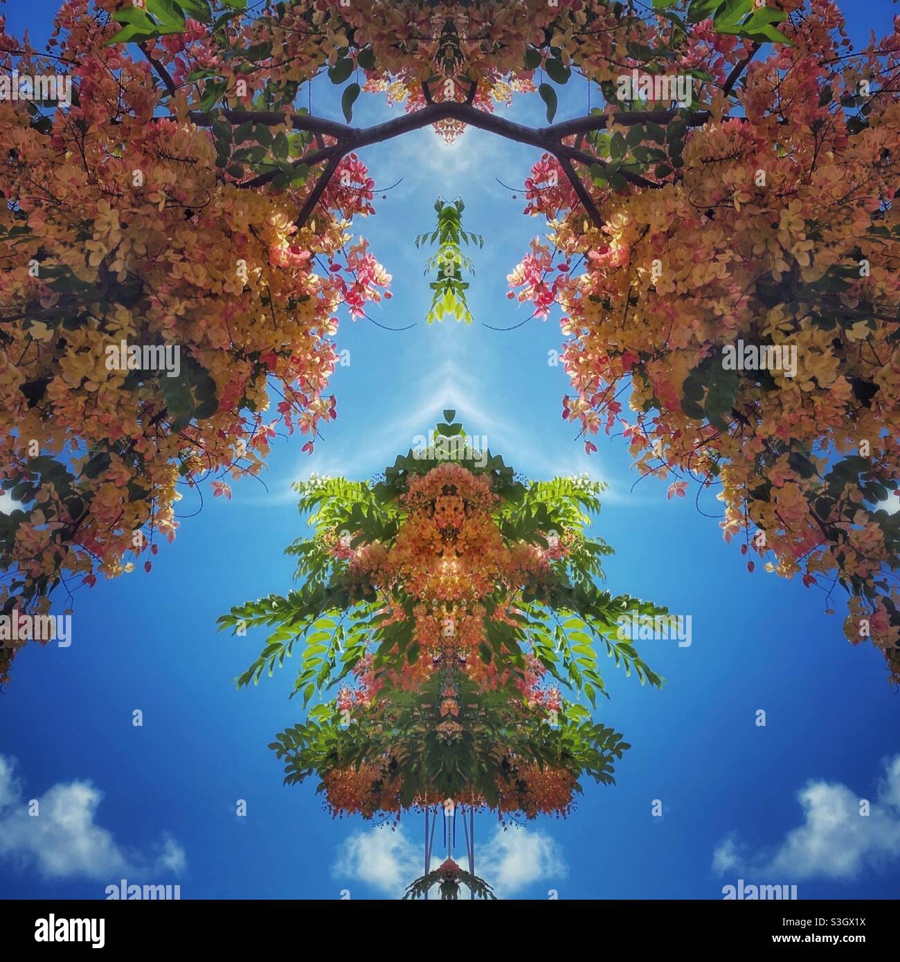 Regenbogen Dusche Baum Collage - Smartphone-aufgenommenes Stockfoto