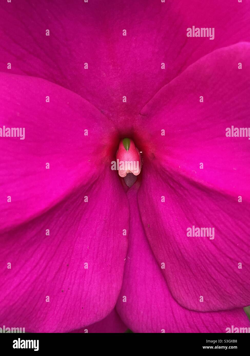 Detail einer Blume von Impatiens Neuguinea „Sonic Lilac“. Stockfoto