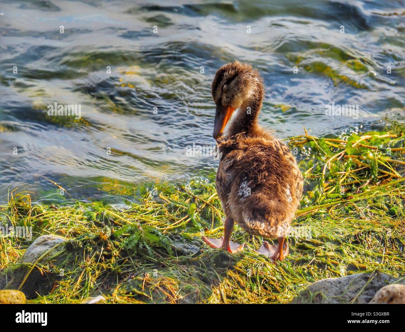 Ein Entlein allein, das am Rand des Wassers steht. - Smartphone-aufgenommenes Stockfoto