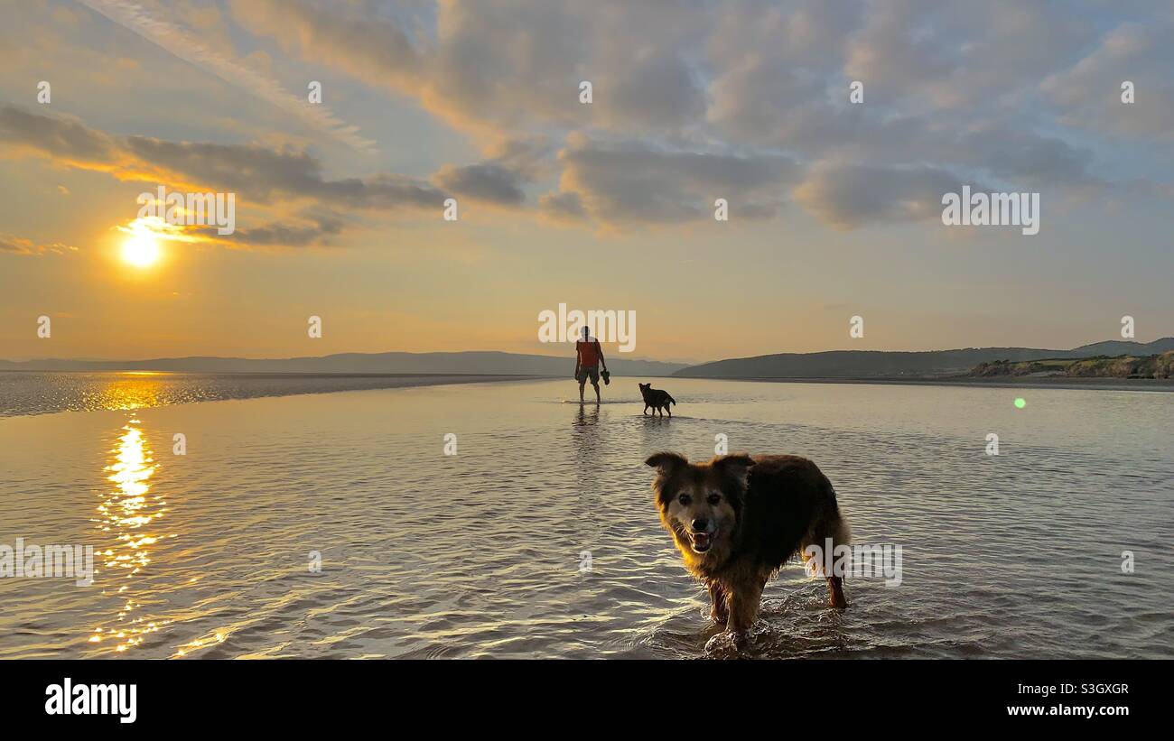 Ein Mann und 2 Hunde, die bei Sonnenuntergang am Strand im Wasser spazieren gehen Stockfoto