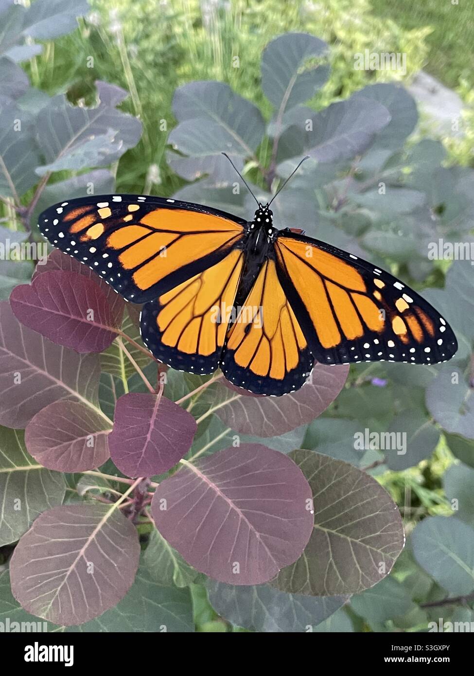 Monarch Schmetterling auf lila Sand Kirsche Busch. Stockfoto