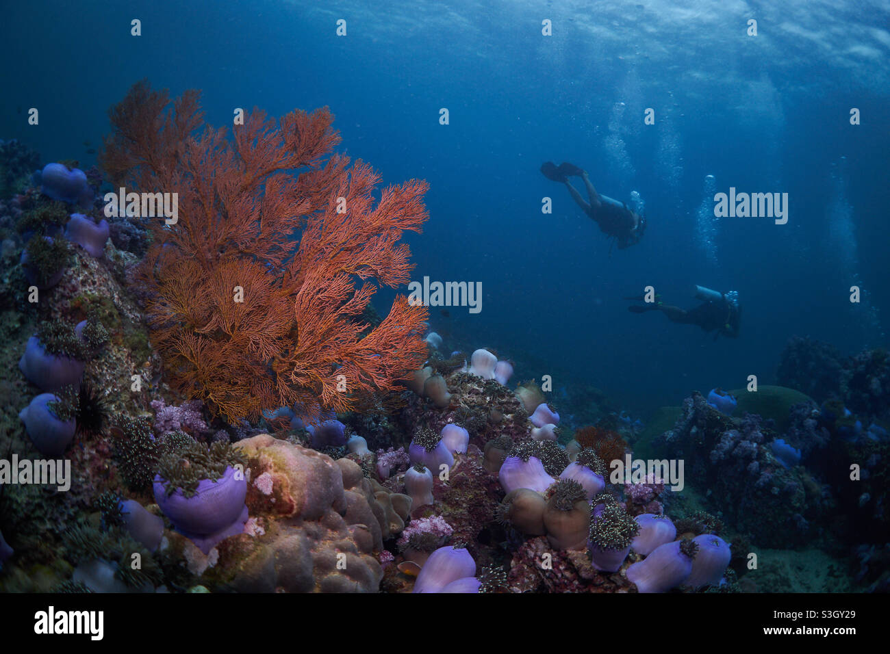 Tauchen am weichen Korallenriff in Thailand, ähnlich wie im Roten Meer Stockfoto