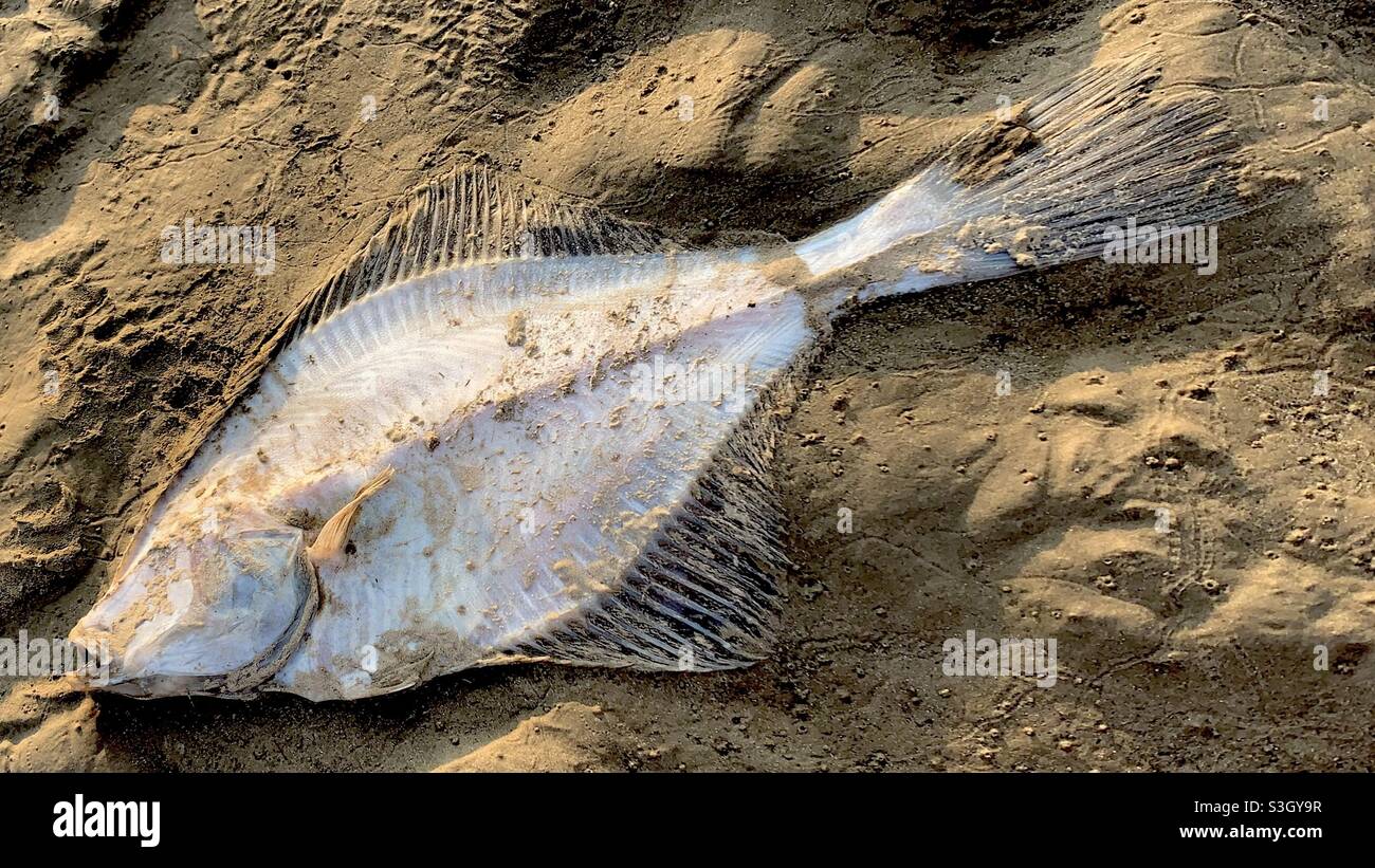 Toter Fisch am Sandstrand Stockfoto