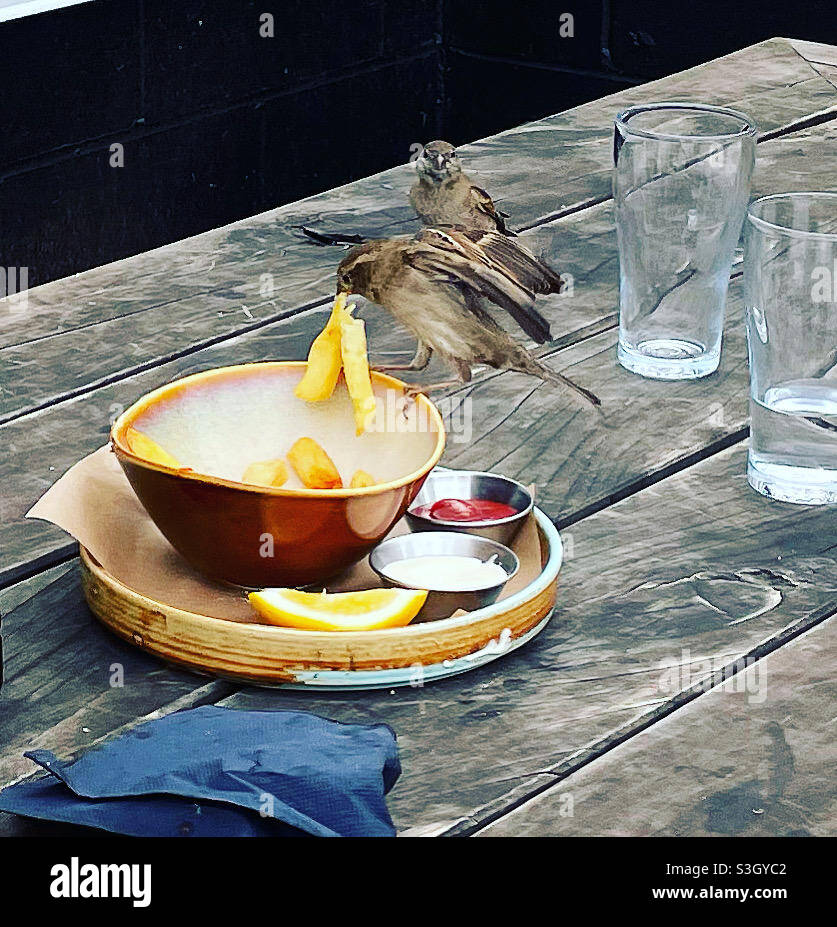 Ein Sperling stiehlt Pommes von einem Kaffeetisch Stockfoto
