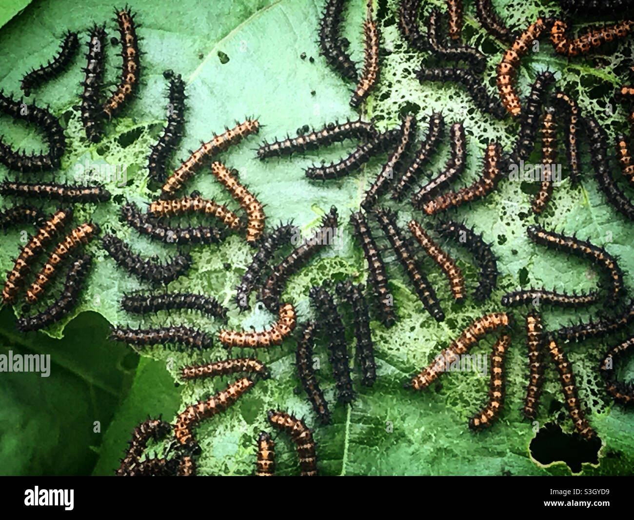 Raupen auf einer Pflanze in einem Wald in Mexiko - Smartphone-aufgenommenes Stockfoto