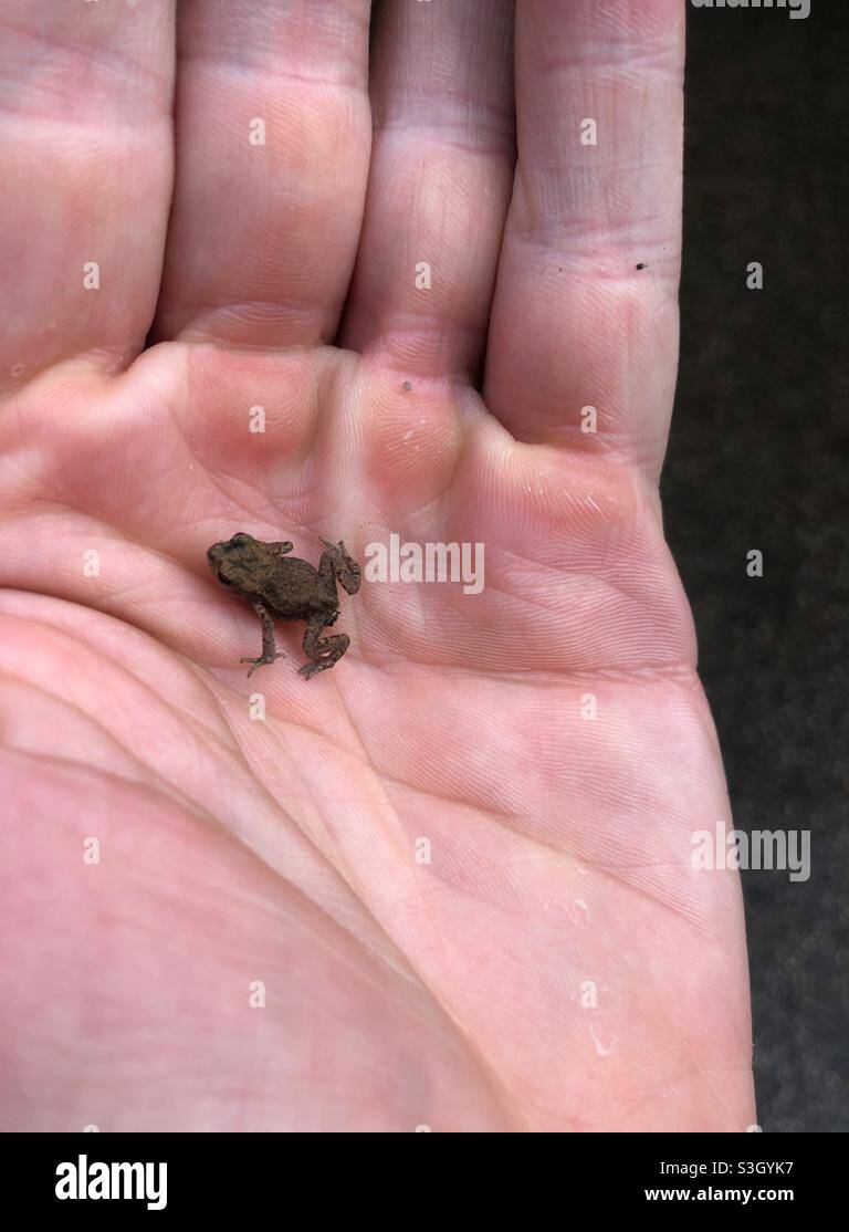 Kleine Kröte in der Hand Stockfoto