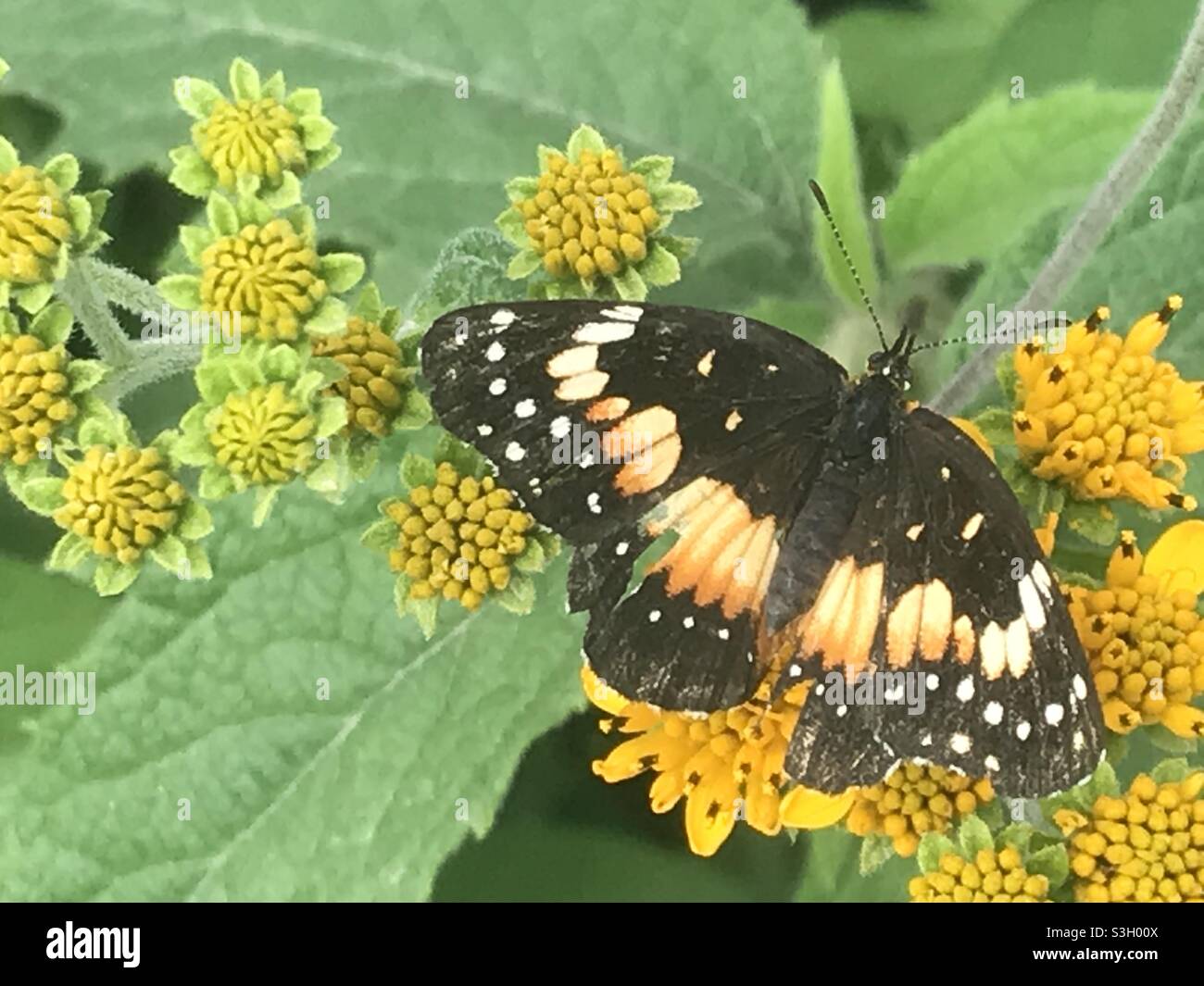 Ein Schmetterling steht auf einer grünen Pflanze mit gelben Blüten in einem Wald in Mexiko - Smartphone-aufgenommenes Stockfoto