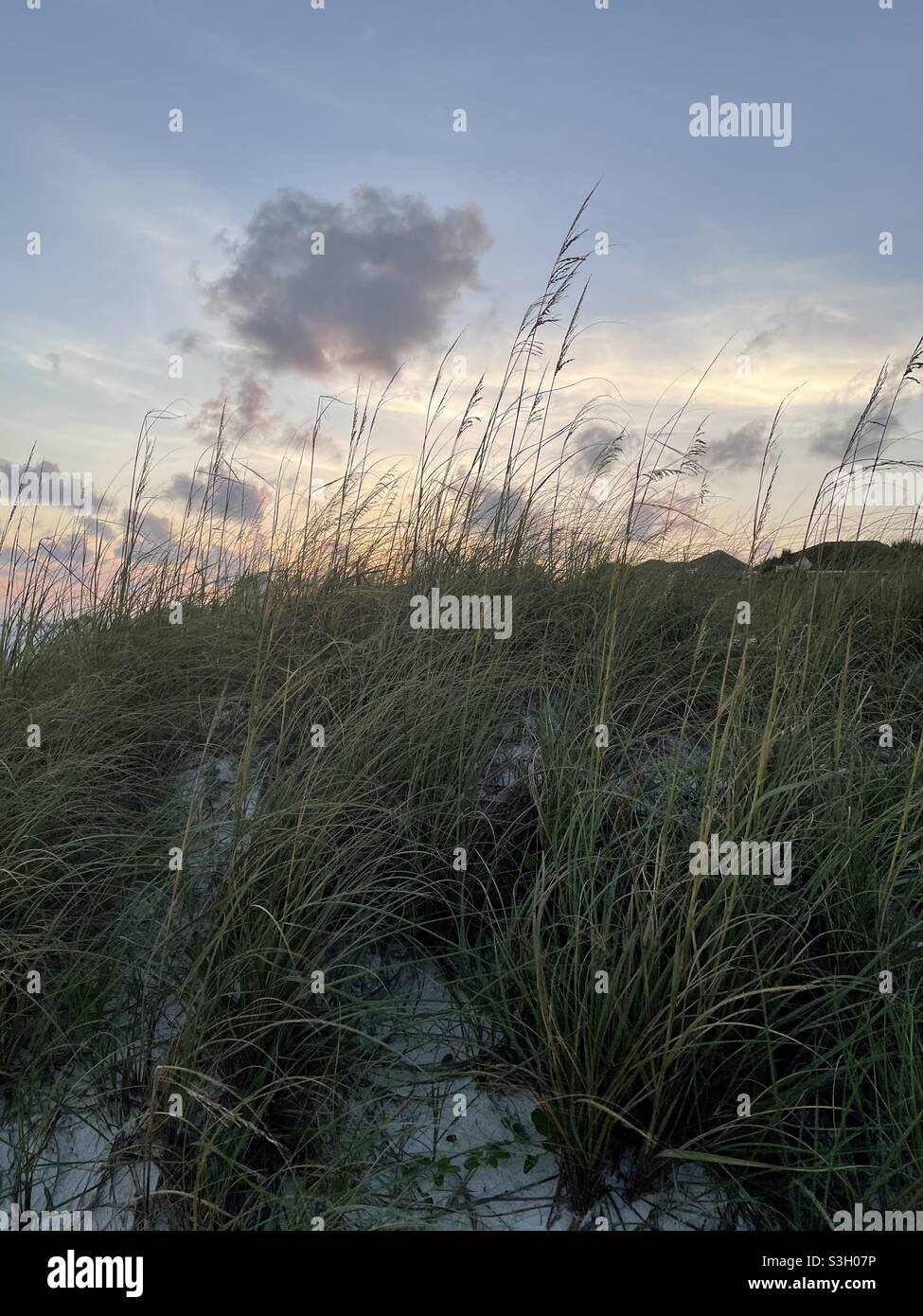 Am späten Abend Sonnenuntergang Himmel mit Dünengras im Sommer Stockfoto