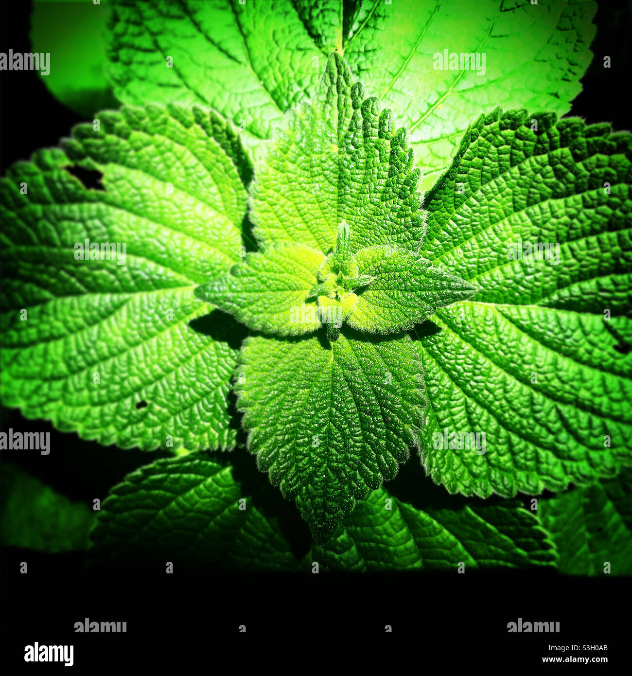 Eine grüne Pflanze in einem Wald in Mexiko - Smartphone-aufgenommenes Stockfoto