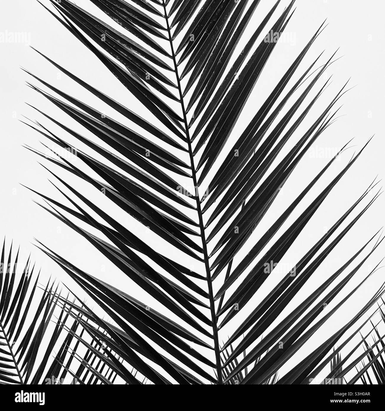 Schwarze und weiße Palm Stockfoto