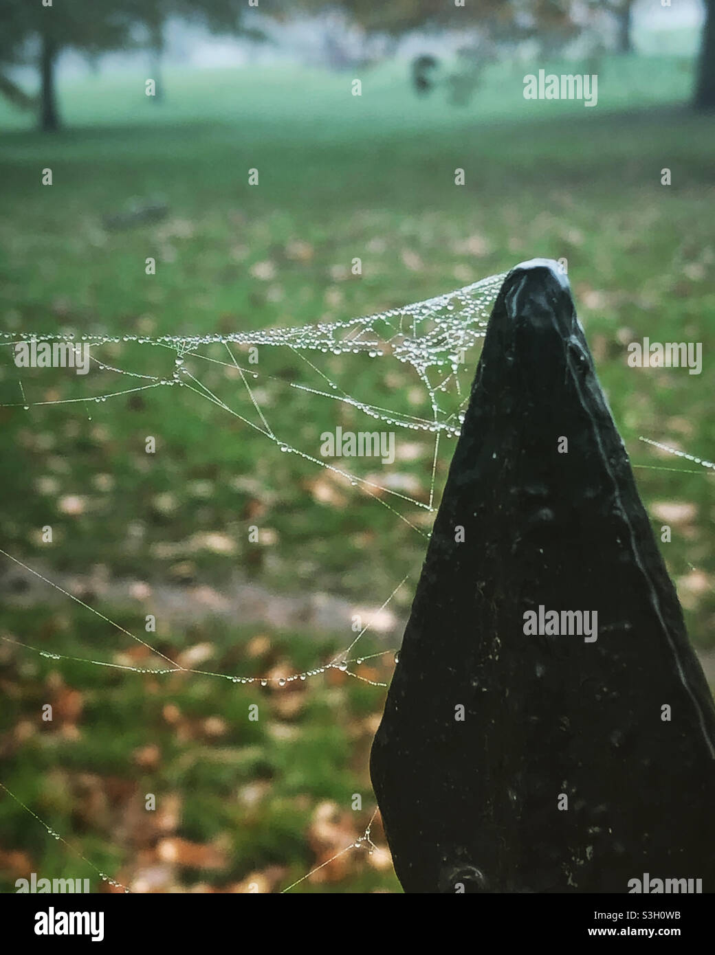 Spinnennetz-Regentropfen Stockfoto