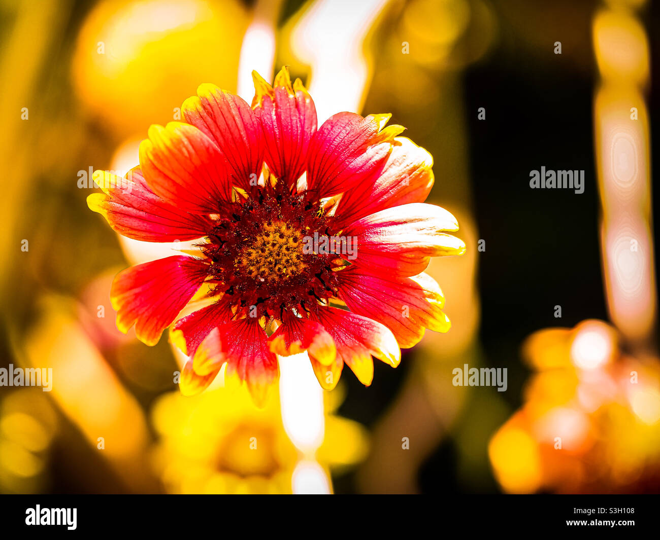 Sunburst Blume in den Jugendlichen Stadien der Blüte in der Mitte des Morgens. Stockfoto
